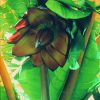 African Banana Essence