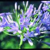 Agapanthus Essence