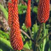 Aloe Essence