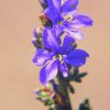 Aristea Essence