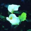 Arum Lily Essence