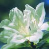 Azalea Essence