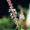 Basil Essence