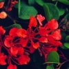 Bauhinia Essence