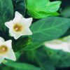 Bell Gardenia Essence