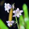 Bluebell Essence