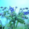 Borage Essence
