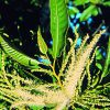 Chestnut Essence