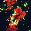 Clivia Essence