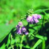 Comfrey Essence