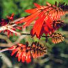 Coral Tree Essence