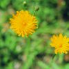 Dandelion Essence