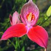 Disa Essence