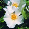 Dog Rose Essence