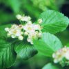 English Hawthorne Essence