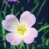 Evening Primrose Essence