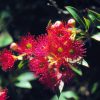 Flowering Gum Essence