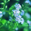 Forget-Me-Not Essence