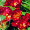 Freesia Essence