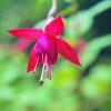 Fuchsia Essence
