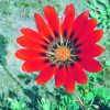Gazania Essence