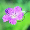 Geranium Incanum Essence