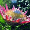 Giant Protea Essence