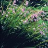 Grassy Bell Essence