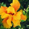 Hibiscus Essence