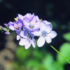 Ixia Essence