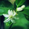 Lemon Essence