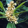 Loquat Essence