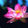 Lotus Essence