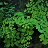 Maidenhair Fern Essence