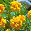 Marigold Essence