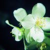 Mock Orange Essence