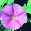 Morning Glory Essence