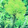 Mountain Cabbage Tree Essence