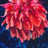 Mountain Dahlia Essence