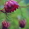 Mountain Rose Essence