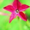Nicotiana Essence