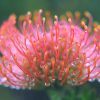 Orange Pincushion Essence