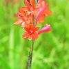 Orange Watsonia Essence