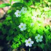 Oxalis Essence
