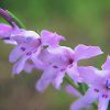 Painted Lady Essence