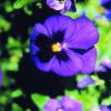 Pansy Essence