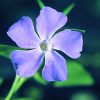 Periwinkle Essence