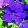 Petunia Essence