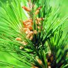 Pine Essence