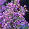 Pink Bell Heather Essence